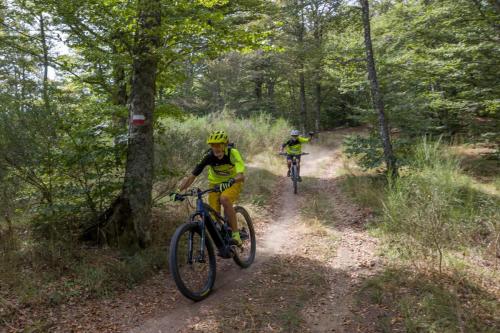 Vallombrosa Trail 2024